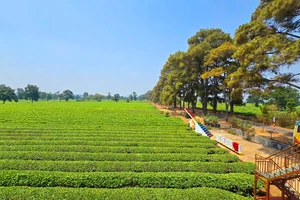 Doanh nghiệp phá bỏ đồi chè cổ thụ tuyệt đẹp để trồng cà phê