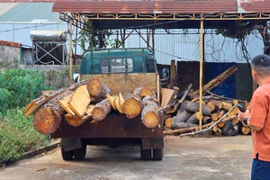 Huyện Đăk Đoa: Rừng thông hơn 50 tuổi bị phá do Tập đoàn FLC buông lỏng quản lý