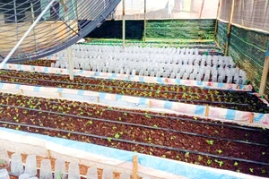 Mập mờ vụ cấp mã số vùng trồng sâm Ngọc Linh ở Kon Tum