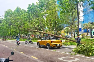 Bình Định: Ảnh hưởng bão số 1, cây xanh bật gốc đè trúng ô tô