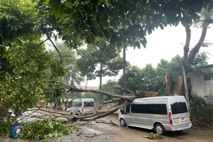 Gia Lai: Cây xanh ngã đổ đè ô tô 16 chỗ