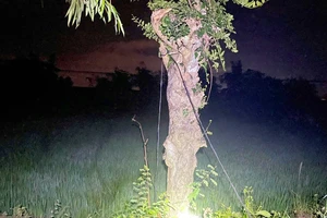 Đi bắn chim, 2 người tử vong trên ruộng lúa có sợi dây điện 