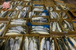 Phát hiện gần 1 tấn cá không rõ nguồn gốc tại 1 công ty ở Gia Lai