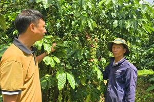 Giá cà phê lên cao, nông dân canh cánh lo mất trộm