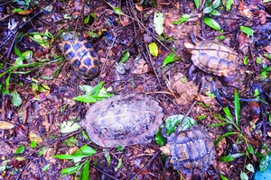 Thả nhiều động vật về rừng, có 4 con rùa quý hiếm