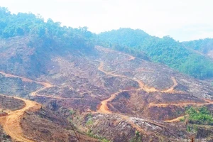 Lộ diện 23 người liên quan vụ hủy hoại gần 98 ha rừng ở Gia Lai