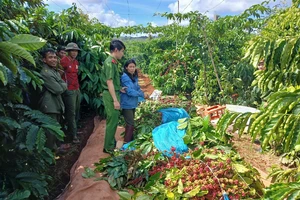 Công an mật phục bắt quả tang người cắt trộm cà phê hàng xóm 