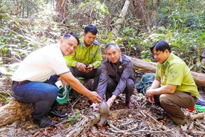 1 con tê tê và 5 con rùa vàng quý hiếm được thả về rừng