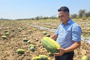 Góc nhìn pháp lý ban đầu vụ 500 sào dưa hấu đã “cọc” 7,5 tỉ đồng bỏ chỏng chơ để trâu bò ăn