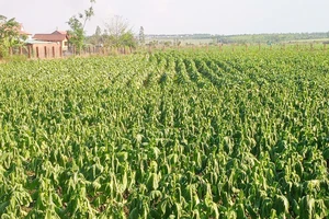 Nông dân trồng cây thuốc lá ở Gia Lai thiệt hại nặng vì mưa trái mùa