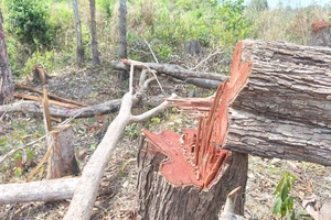 Chỉ đạo làm rõ vụ phá rừng khu vực biên giới Gia Lai