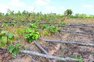 Gia Lai: Phát hiện hơn 9 ha rừng bị phá trắng