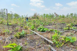 Khởi tố 4 vụ án để điều tra liên quan việc 9 ha rừng tự nhiên bị phá ở Gia Lai