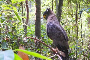 Điều trị chim, tê tê quý bị thương, thả về với tự nhiên