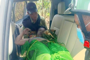 Tuần tra rừng, 5 người bị ong đốt thương vong