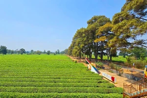 Gia Lai: Giữ lại hơn 62 ha chè cổ thụ tại Biển Hồ