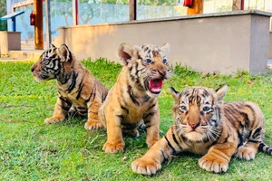 Hổ Belgan sinh 3 con tại vườn thú FLC Quy Nhơn