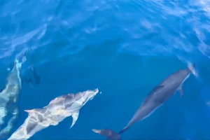 Đàn cá heo hơn 100 con 'bám' tàu đánh cá hơn 1 giờ tại biển Quy Nhơn