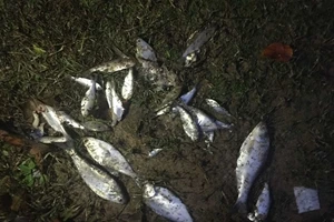 Những con cá rơi trên đường phố TP Texarkana, bang Texas của Mỹ. Ảnh: TEXARKANA GAZETTE