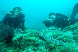 Vụ nhận chìm: Phải đánh giá toàn diện các tác động 