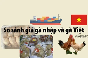 Giá gà không đầu, không chân nhập khẩu khác gà Việt ra sao?