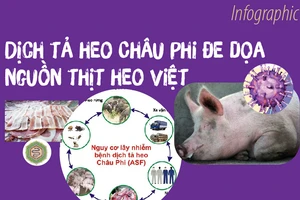 Dịch tả heo Châu Phi đe dọa nguồn thịt heo Việt