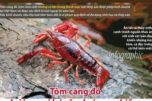 Tôm càng đỏ từ Trung Quốc đào hang sâu 2m hại môi sinh ra sao?