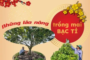 Những lão nông trồng mai bạc tỉ