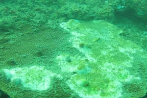 Sắp công bố chất lượng hải sản tầng đáy ở miền Trung