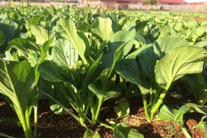 9X mang công nghệ rau sạch từ Israel về Tây Nguyên 