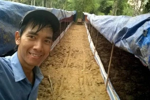 Giấc mơ phân trùn quế và nông nghiệp hữu cơ bền vững