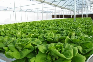 Muốn trồng rau sạch: Không dễ!