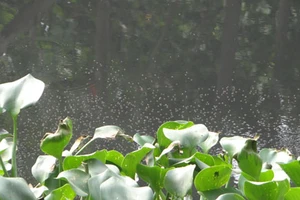 TP.HCM: Muỗi đầy rạch Lăng, dân khốn đốn