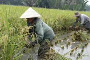 Gặt lúa ở Sài Gòn