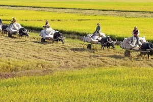 Về miền Tây, thương…