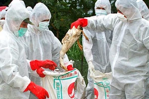 Phòng nhiễm cúm gia cầm đúng cách 