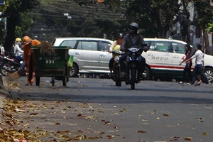 Cây xanh ở TP.HCM thay lá muộn