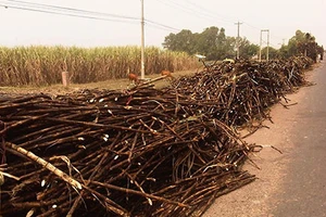 Hàng ngàn hecta mía bỗng dưng "tự cháy"