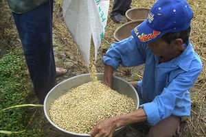 Nhiều loại cây trồng chịu sức ép từ TPP 