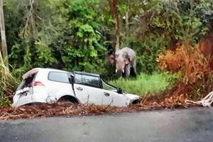Xe ô tô va chạm với voi gây chết người 