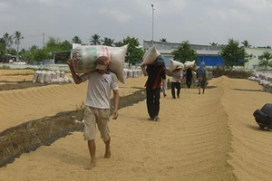 Thủ tướng chỉ đạo thu mua tạm trữ lúa gạo từ 15-3