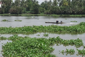 Xử lý lục bình là nhiệm vụ cấp bách