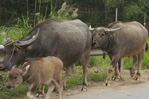 Vụ án giành trâu đi lạc