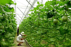 Nông sản Việt chờ “gió mới” từ Nhật