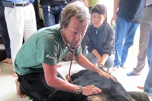 Tổ chức Động vật châu Á cứu hộ cá thể gấu 14 tuổi