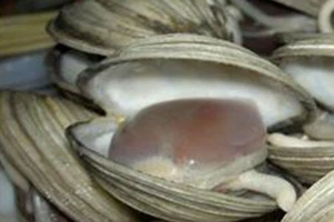 Ngán Quảng Ninh được bảo hộ chỉ dẫn địa lý