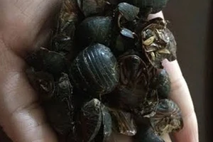 Chất vấn bộ trưởng vụ thương lái nước ngoài 