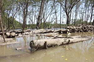 Rừng bần phòng hộ bị “xẻ thịt” 