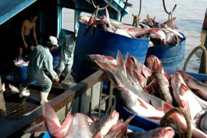 Có thể nâng giá cá tra để thoát bị kiện 