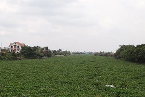 Lục bình dày đặc trên 7.700 m kênh rạch 